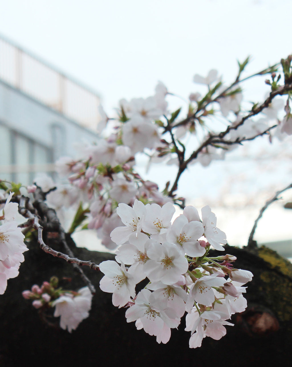 Springtime in Tokyo